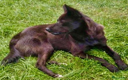 German Shepherd dogs for adoption: Kimmy’s Story: From the Brink of Death to Hope - Image 4