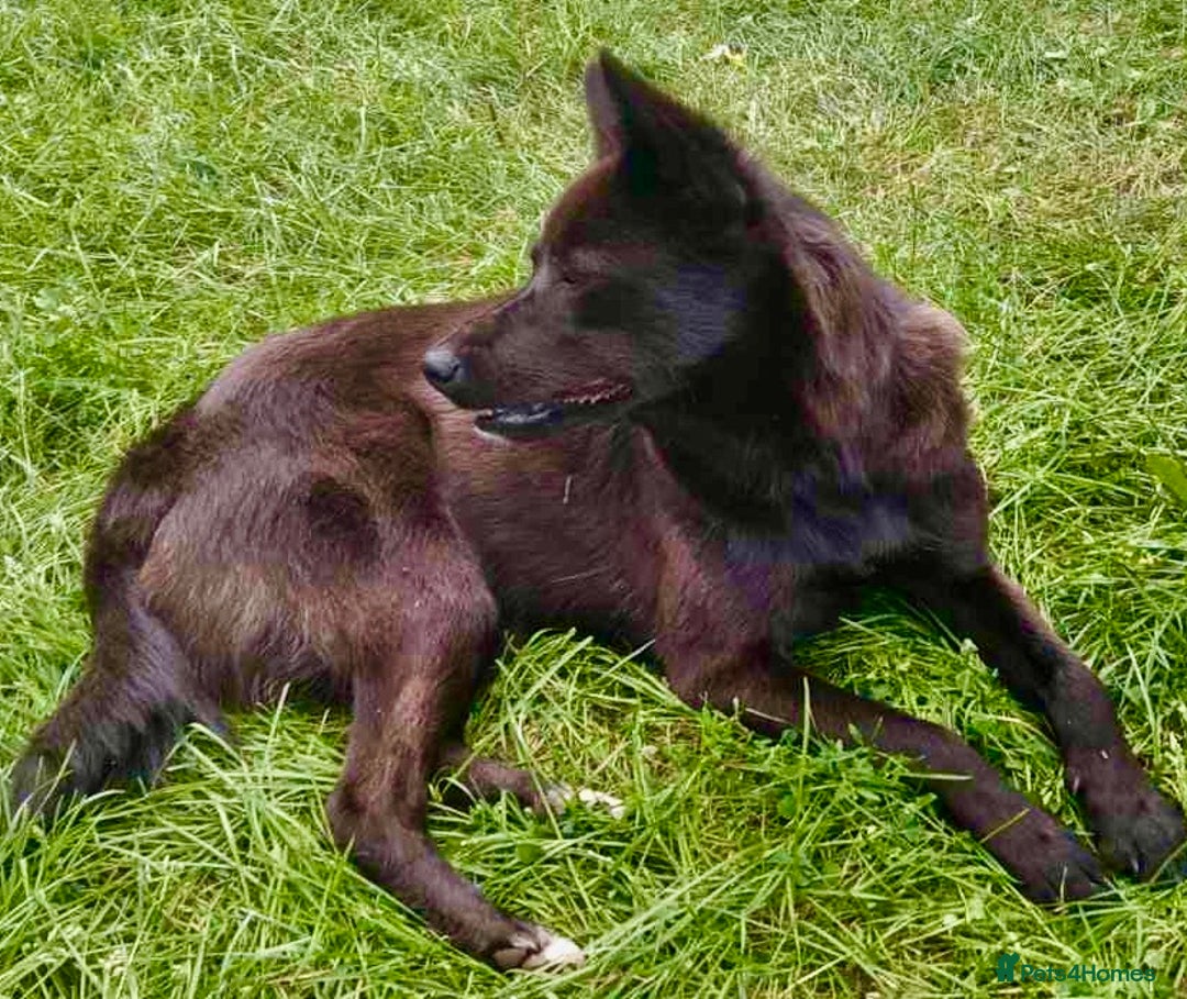 German Shepherd dogs for adoption: Kimmy’s Story: From the Brink of Death to Hope - Image 4