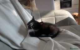 Mixed Breed cats for sale: 2 Mixed kittens - Image 3