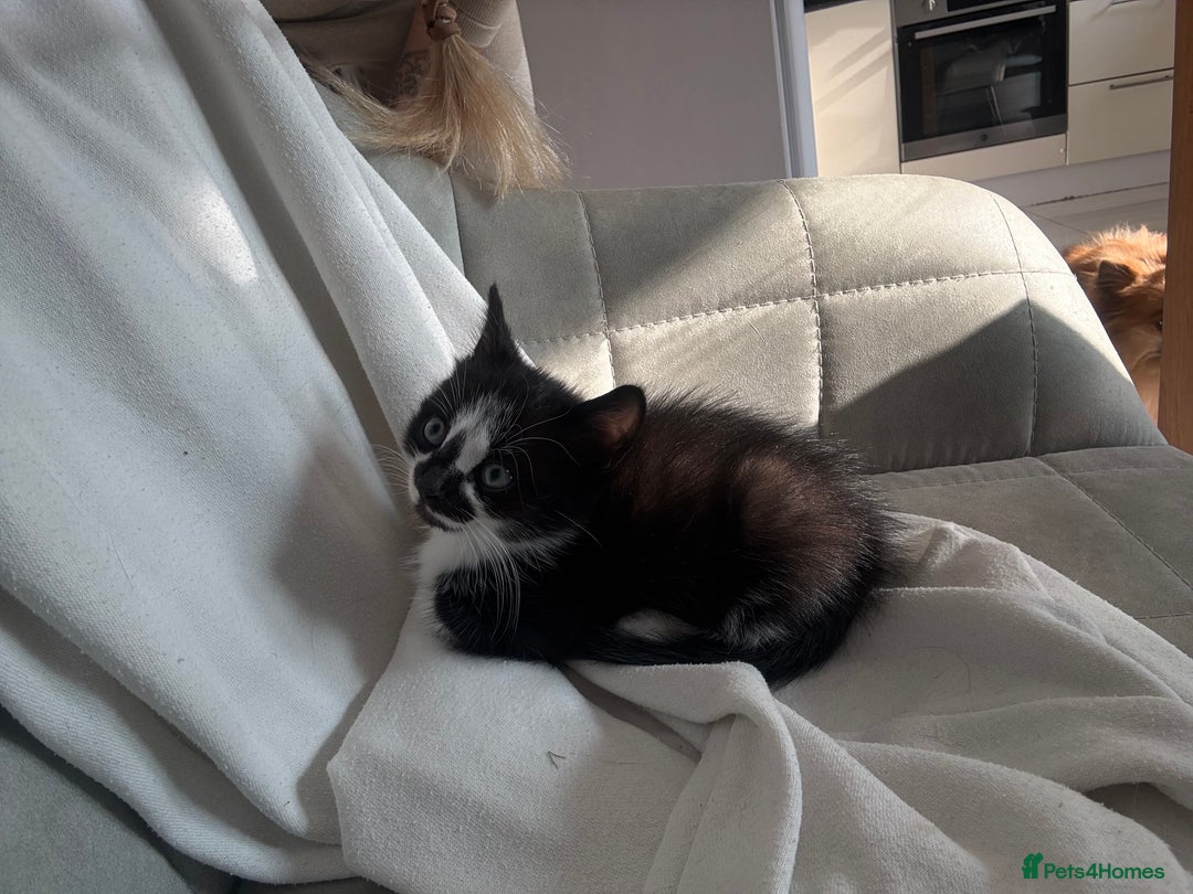 Mixed Breed cats for sale: 2 Mixed kittens - Image 3