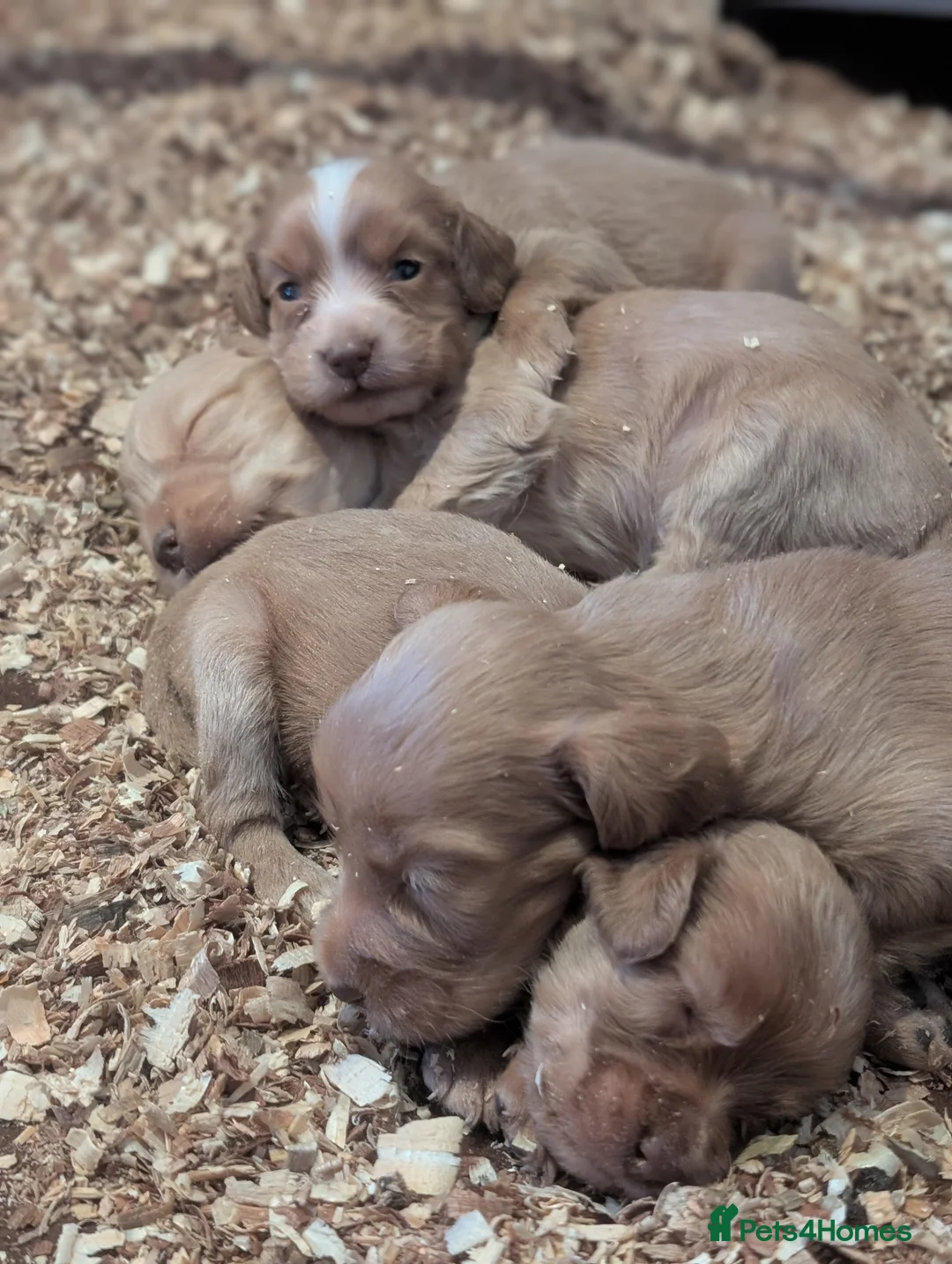 Cocker Spaniel dogs for sale: Pups from Health Tested Champion Trialling lines. - Advert 26