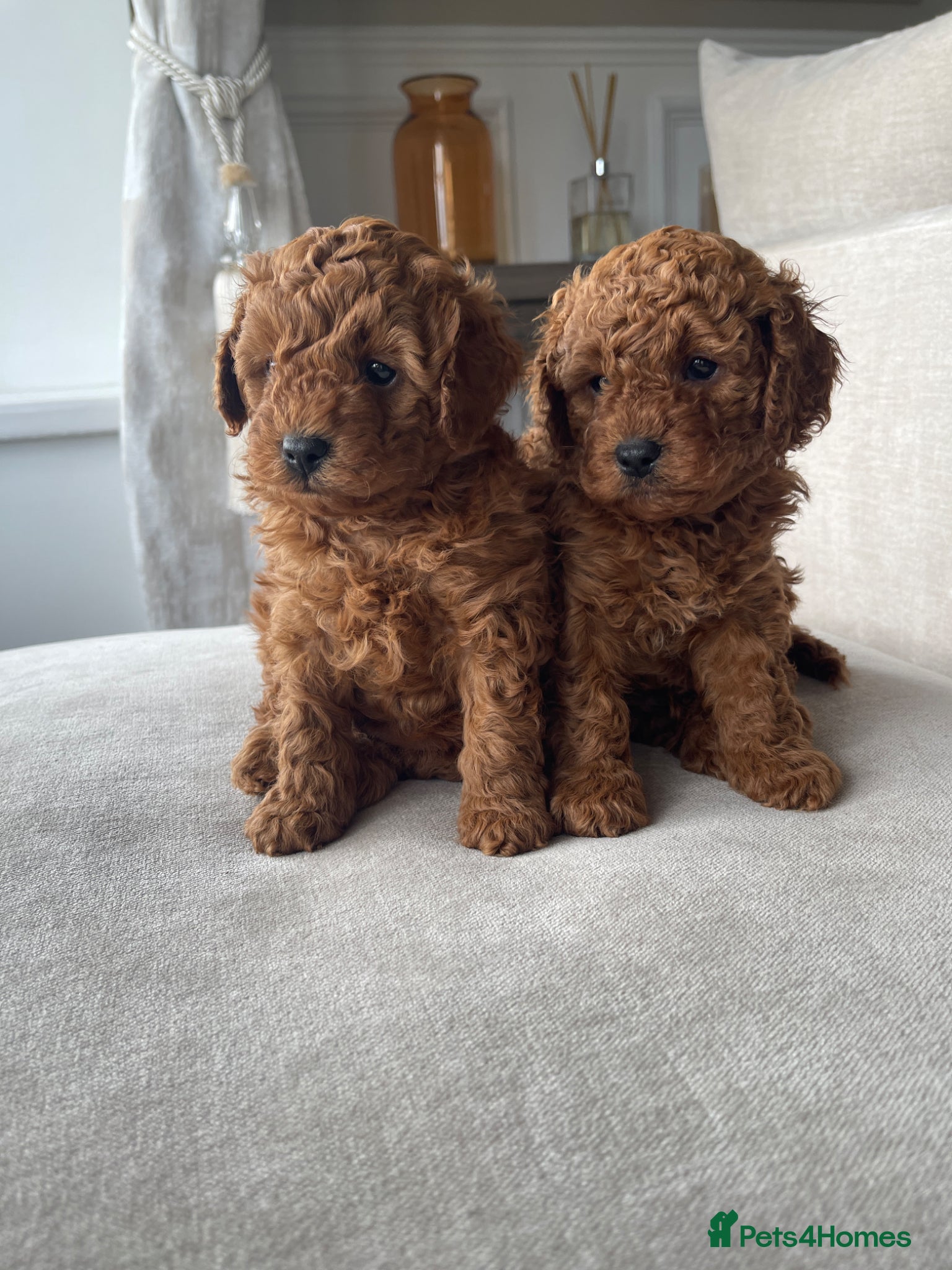 Cavapoo dogs Cavapoo Puppies 6 weeks old  - Advert 12