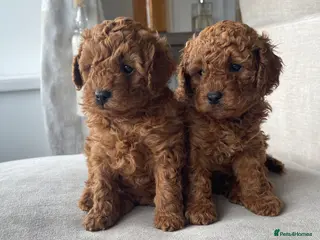 Cavapoo dogs Cavapoo Puppies 6 weeks old - Advert 12