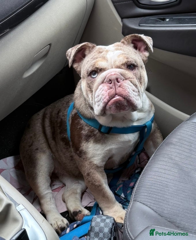 English Bulldog dogs Quality Merle puppies 🐶 🔥 🔥 🔥  - Advert 2