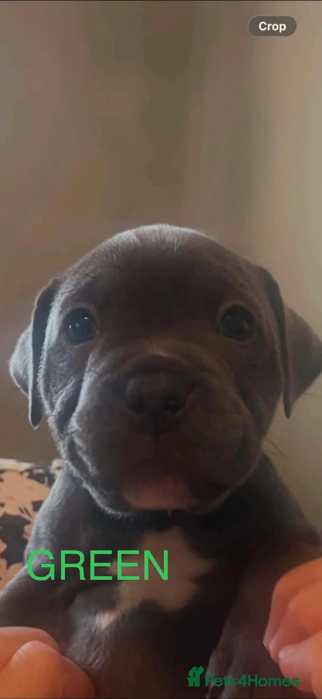 Staffordshire Bull Terrier dogs for sale: Top pedigree blue Staffordshire bull terriers - Advert 2