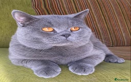 British Shorthair cats for stud: GCCF ACTIVE PROVEN FOR STUD LINCOLN in Lincoln - Image 3