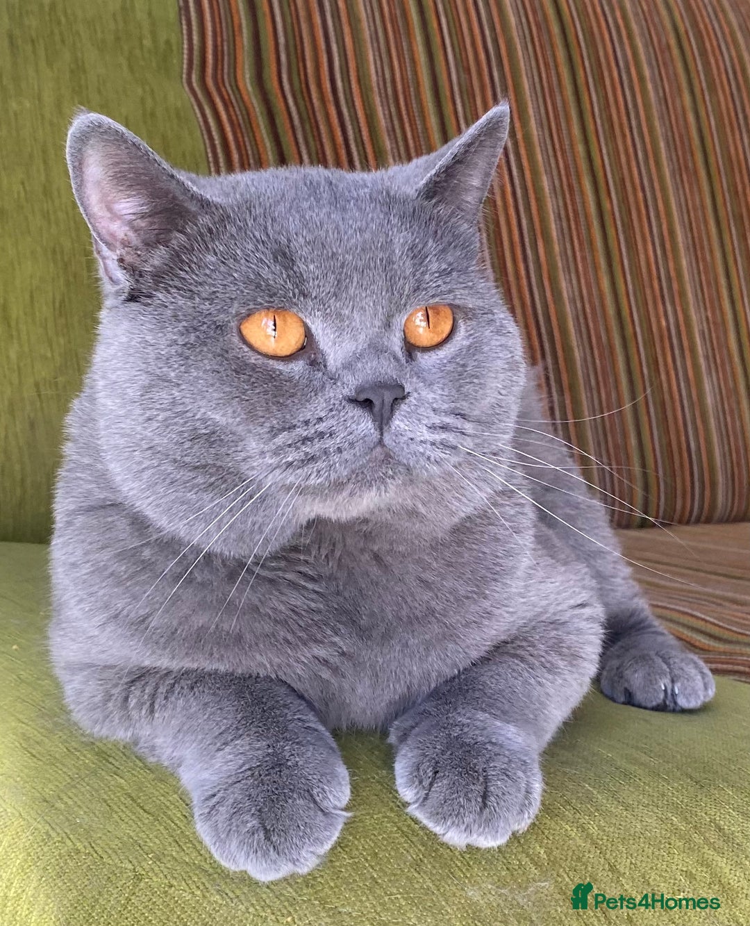British Shorthair cats for stud: GCCF ACTIVE PROVEN FOR STUD LINCOLN in Lincoln - Image 3