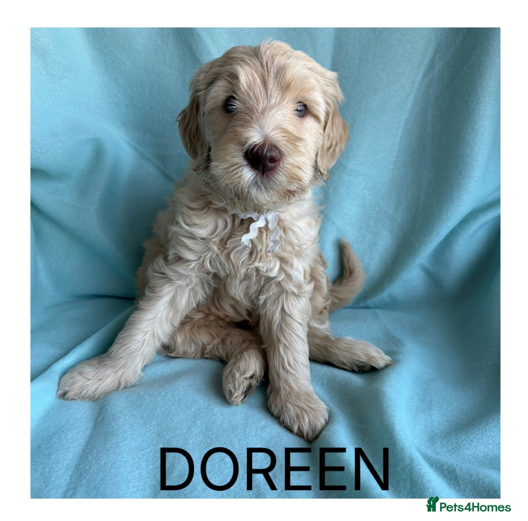 Mixed Breed dogs Multigeneration Cream/Apricot Double Labradoodles  - Advert 2