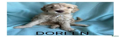 Mixed Breed Puppy 7