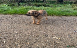 Border Terrier dogs for stud: Border terrier stud dog  - Image 4