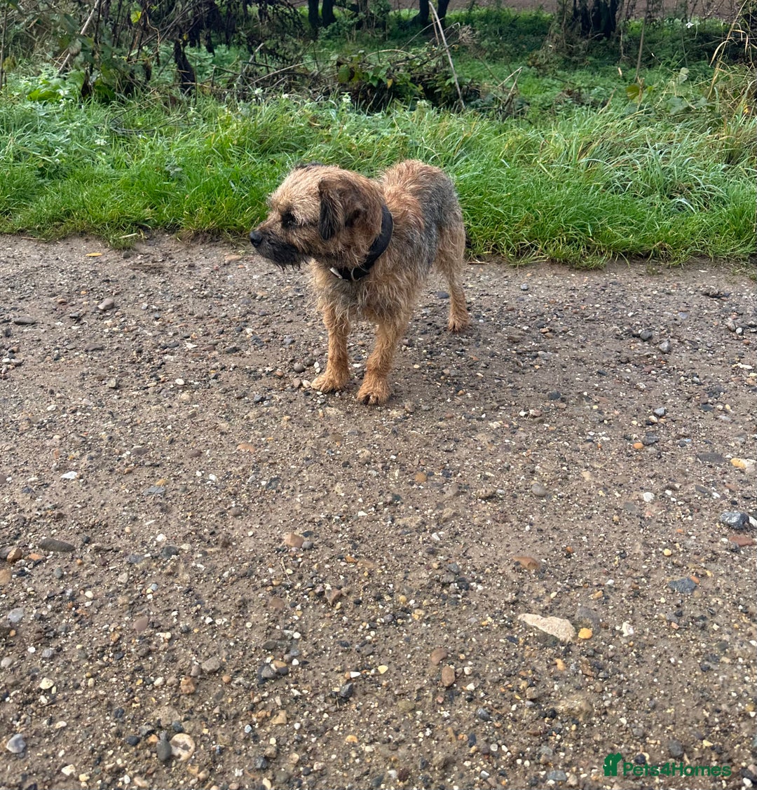 Border Terrier dogs for stud: Border terrier stud dog  - Image 4