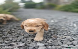 Cocker Spaniel dogs for sale: ⭐Quality Show Type Light Gold Cocker Spaniel Pups - Image 26