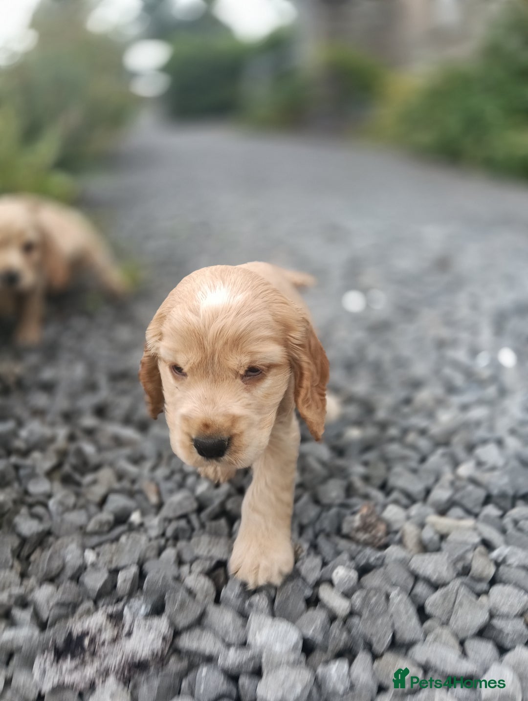 Cocker Spaniel dogs for sale: ⭐Quality Show Type Light Gold Cocker Spaniel Pups - Image 26