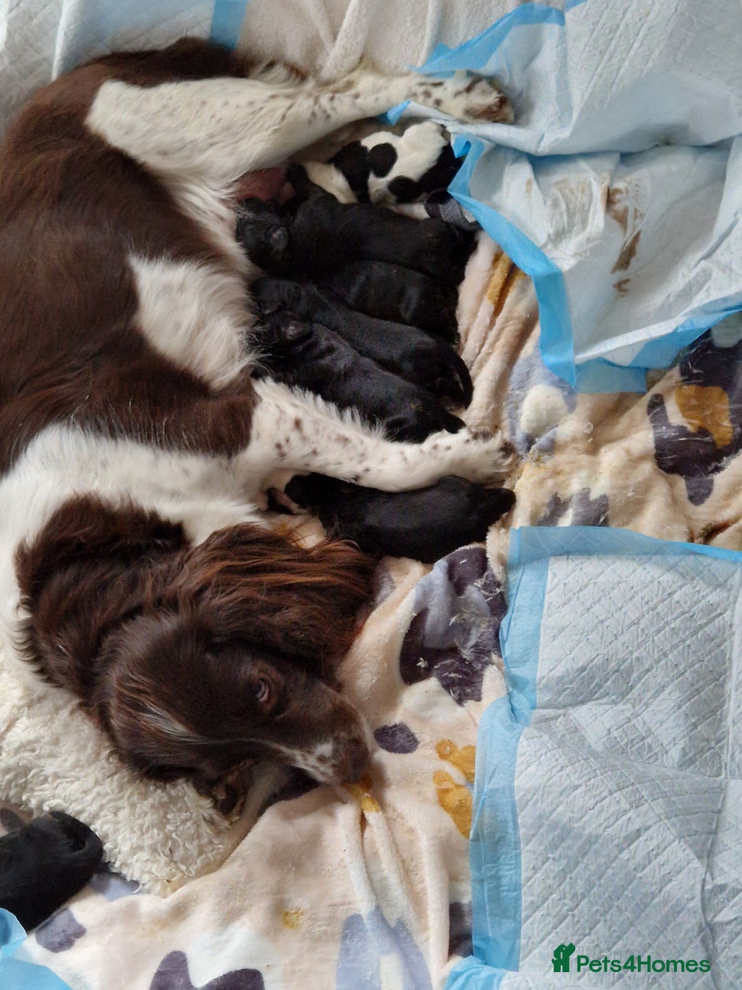 Cocker Spaniel dogs for sale: Cocker spaniel puppies for sale - Image 13