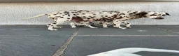 Dalmatian dogs for sale: Dalmatian beautiful - Advert 31