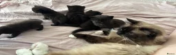 British Longhair cats for sale: 3 gorgeous black male kittens available  - Advert 6