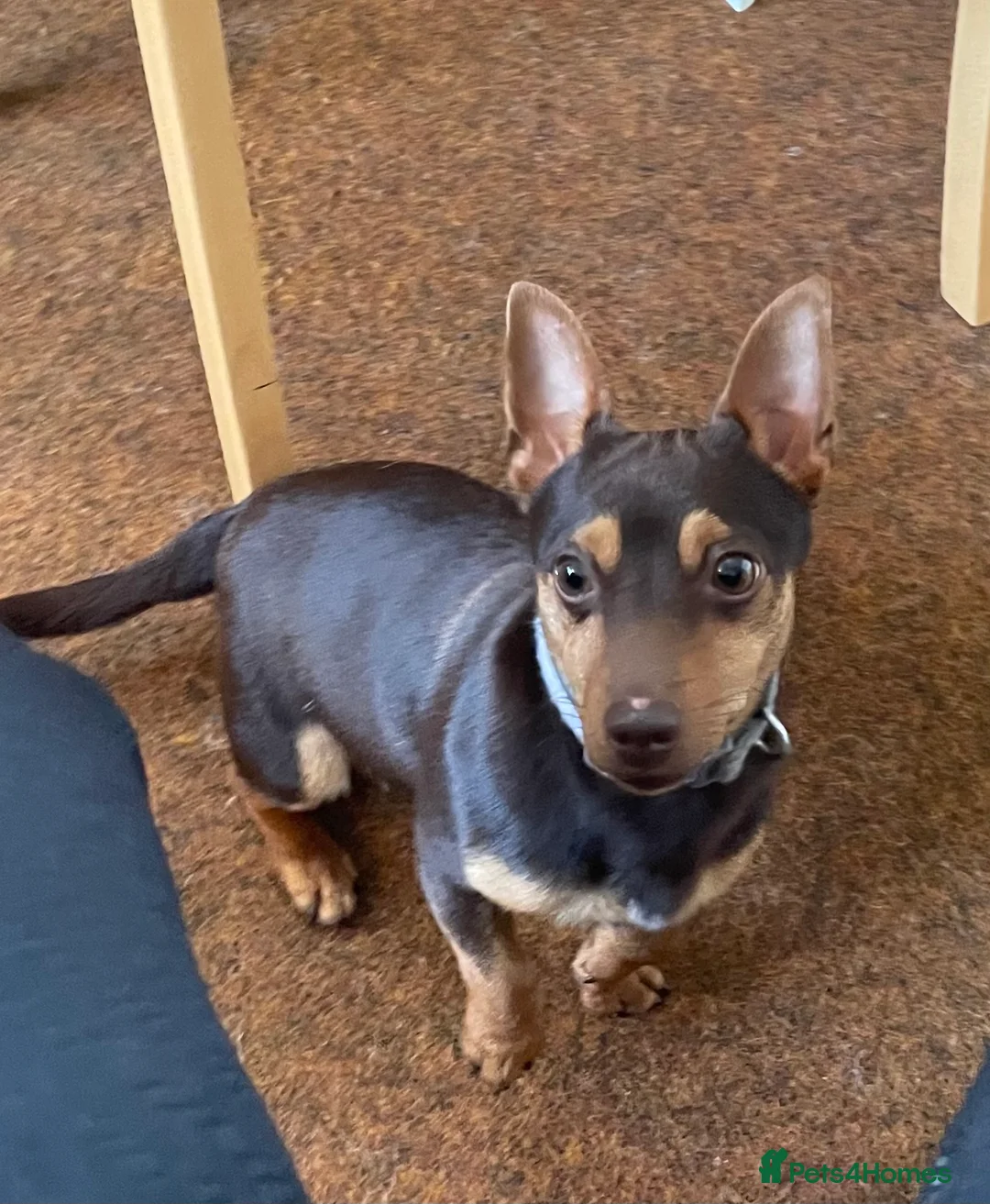 Mixed Breed dogs for sale: Chi-Jack-Weenie puppies - Advert 13