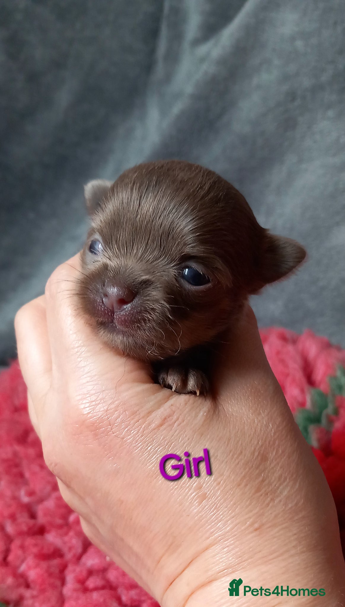Chihuahua dogs ❤️‍🔥Dna tested parents❤️‍🔥1 Girl 1 Boys - Advert 5