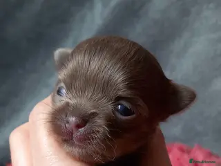 Chihuahua dogs ❤️🔥Dna tested parents❤️🔥1 Girl 1 Boys - Advert 5