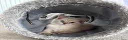 Ragdoll cats for sale: The Most Adorable Ragdoll Boy Kittens💙 - Advert 8
