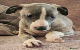 Whippet dogs for sale: **Ready now**KC HEART AND HEALTH TESTED WHIPPETS - Image 26