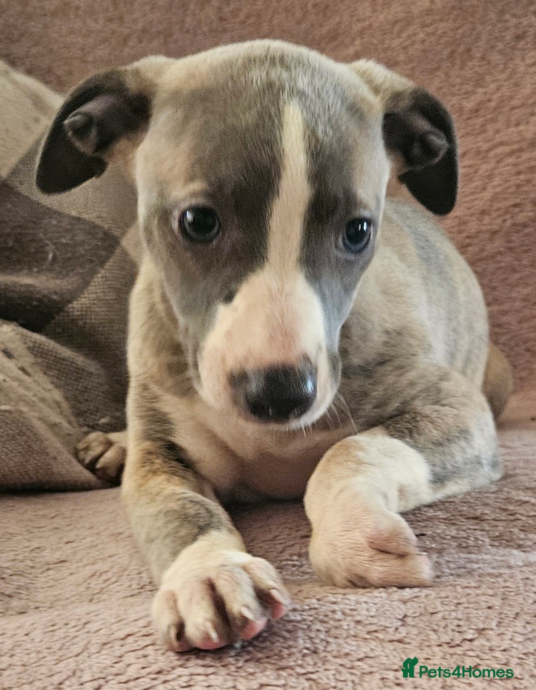 Whippet dogs for sale: **Ready now**KC HEART AND HEALTH TESTED WHIPPETS - Image 26