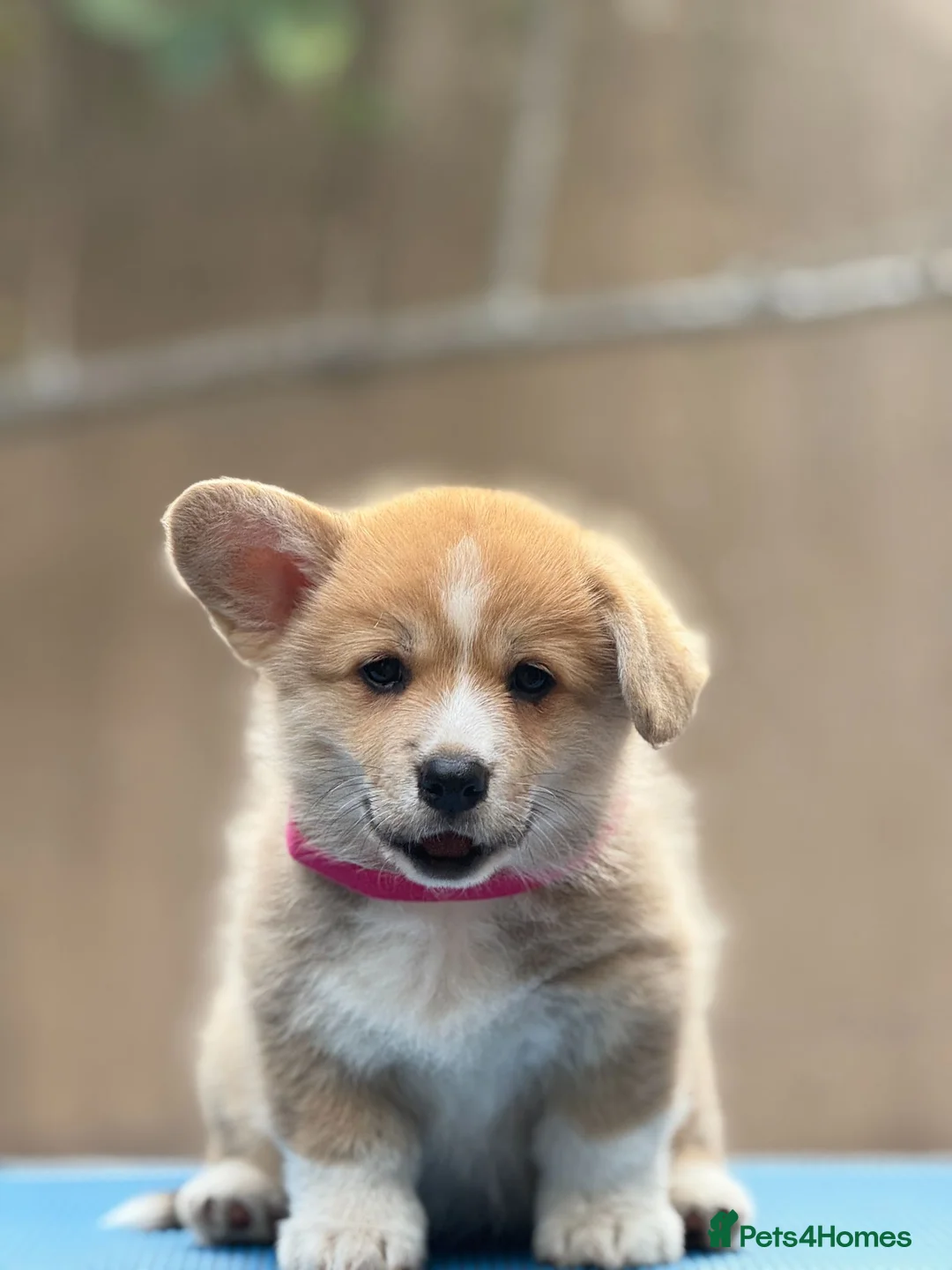 Welsh Corgi Pembroke dogs for sale: Champion Sired Corgi Pembroke puppies available  - Advert 2