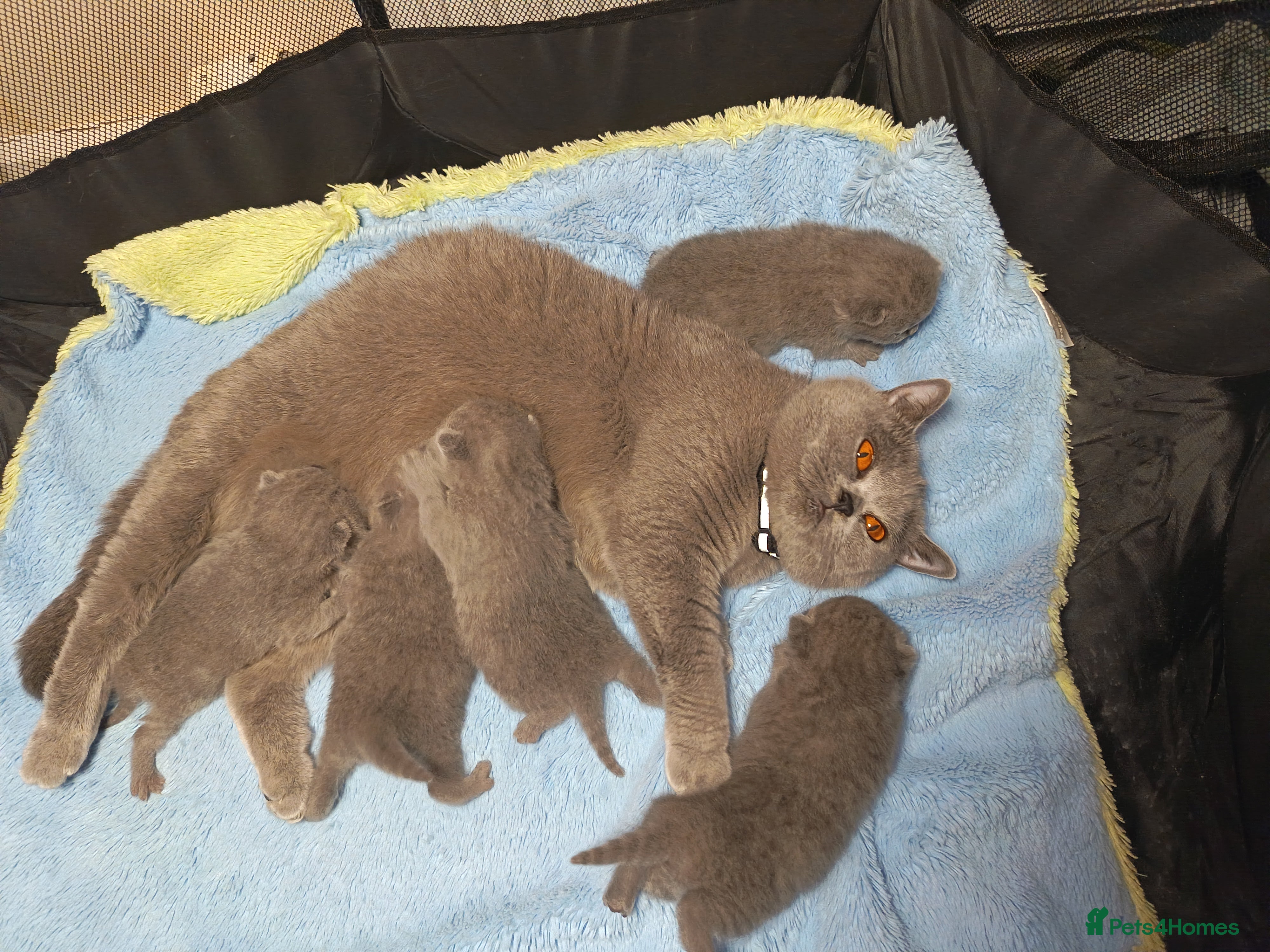 British Shorthair cats Gccf registered blue BSH kittens - Advert 8
