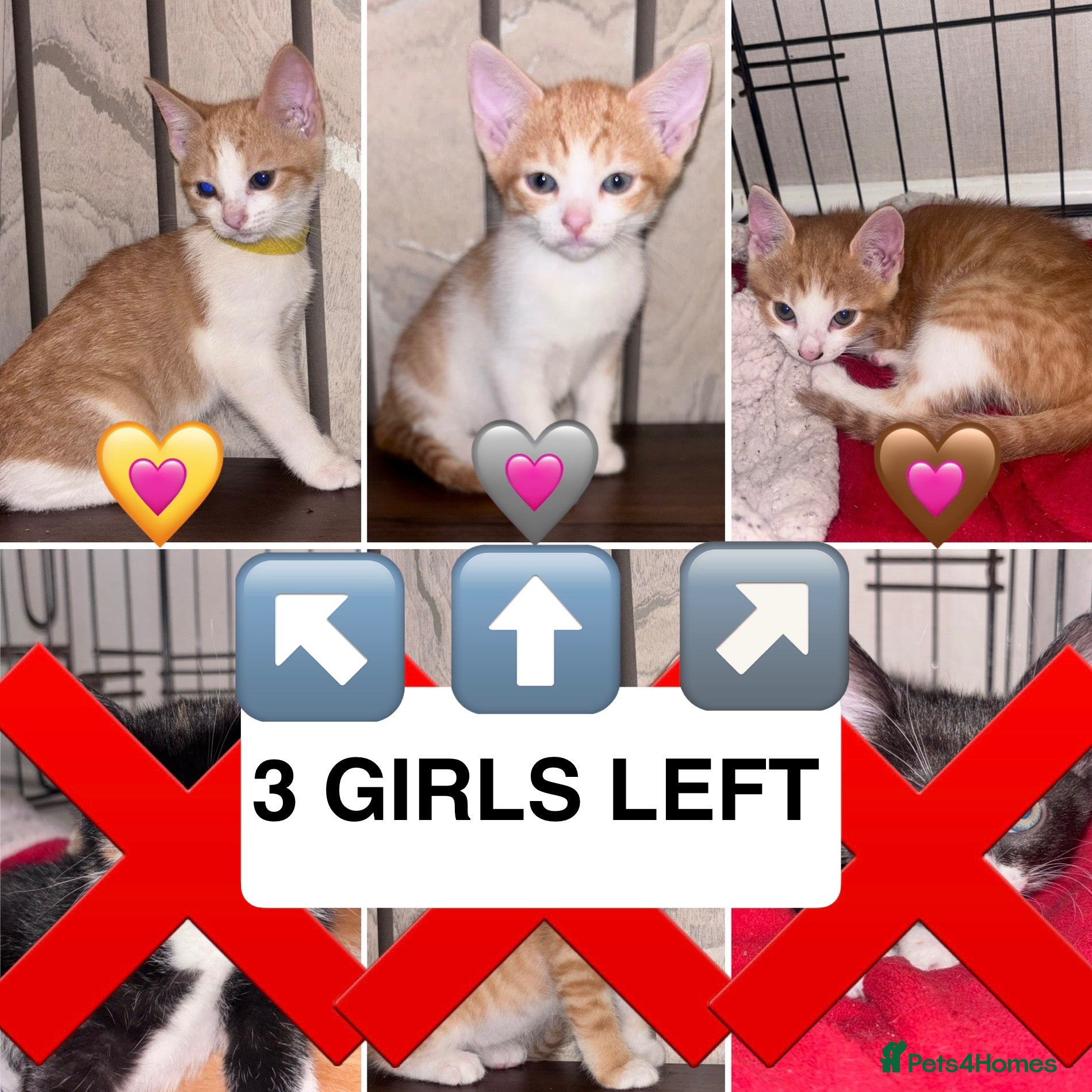 Mixed Breed cats READY 2 LEAVE NOW 4girls 2boys - Advert 1