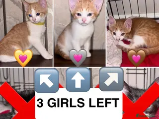 Mixed Breed cats READY 2 LEAVE NOW 4girls 2boys - Advert 1
