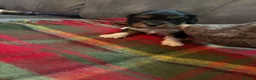 Cavalier King Charles Spaniel dogs for sale: King Charles puppies  - Advert 9