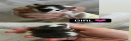 Rat rodents for sale: Baby Dumbo Rats  - Advert 13