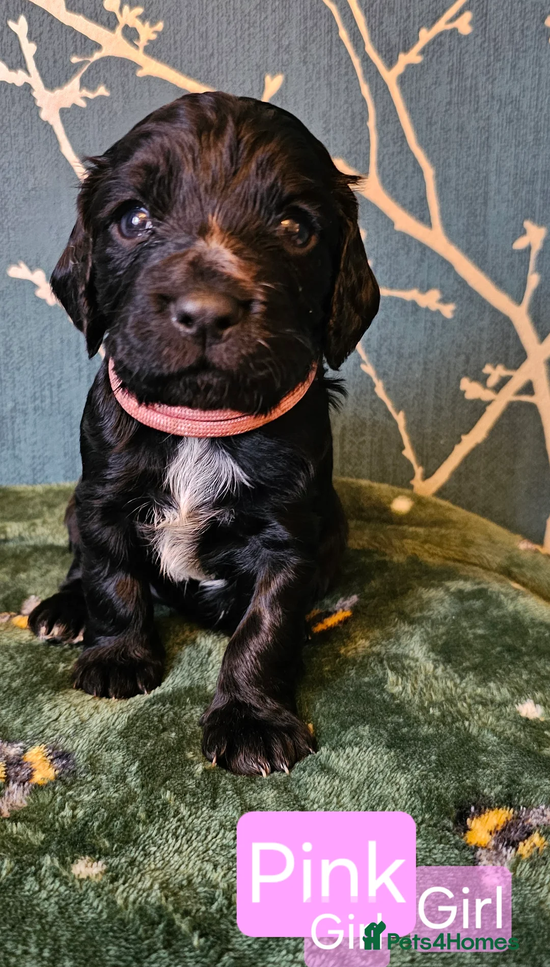 Cocker Spaniel dogs for sale: Working cocker spaniel puppies - Advert 5