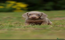 Miniature Dachshund dogs for sale: Miniature Dachshund Puppies  - Image 7