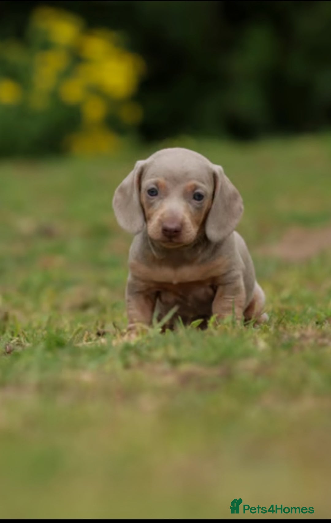 Miniature Dachshund dogs for sale: Miniature Dachshund Puppies  - Image 7
