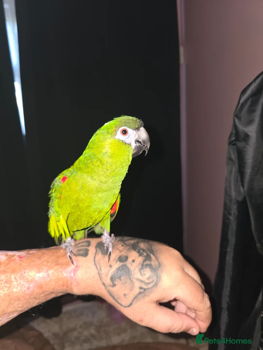 Macaws birds for sale: Hahns Macaw.5 years old. Tame - Advert 2
