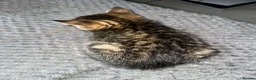 Mixed Breed cats for sale: 8 week old Female tabby kitten - Advert 5