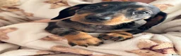 Miniature Dachshund dogs for sale: Miniature short hair dachshund - Advert 2