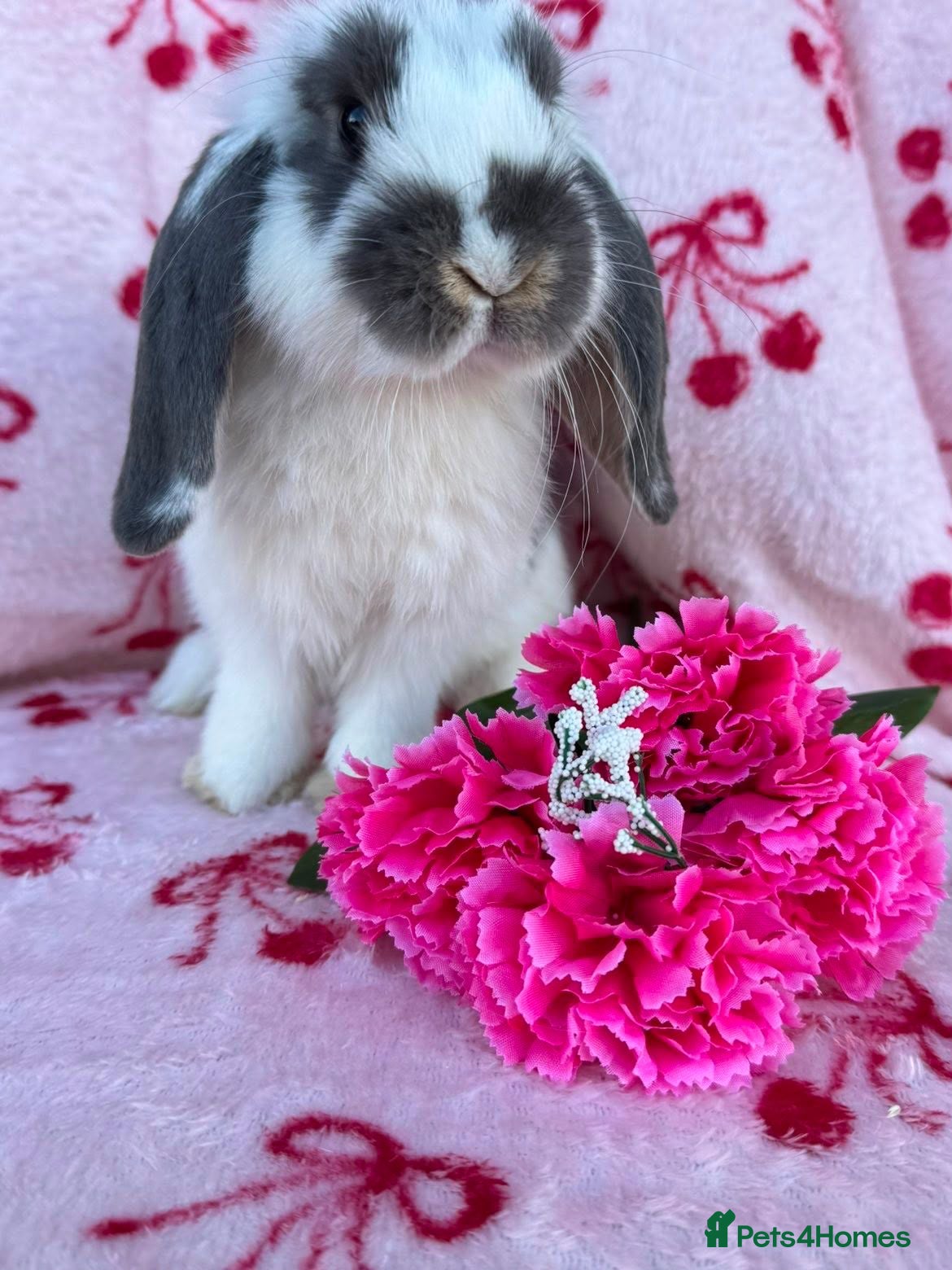 Mini Lop rabbits Beautiful Pure Bred Mini Lop Bunnies Ready Now - Advert 2