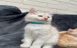 Maine Coon cats for sale: Maine Coon Cross Kittens 3 Girls , 2 Boys - Image 6