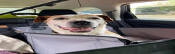 Mixed Breed dogs for adoption: GRANDPA - could you be his hero? - Advert 12