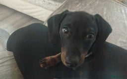 Dachshund dogs for sale: £800 Ono Miniature dachshund please read  - Image 1