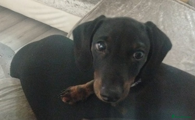 Dachshund dogs - Advert 2