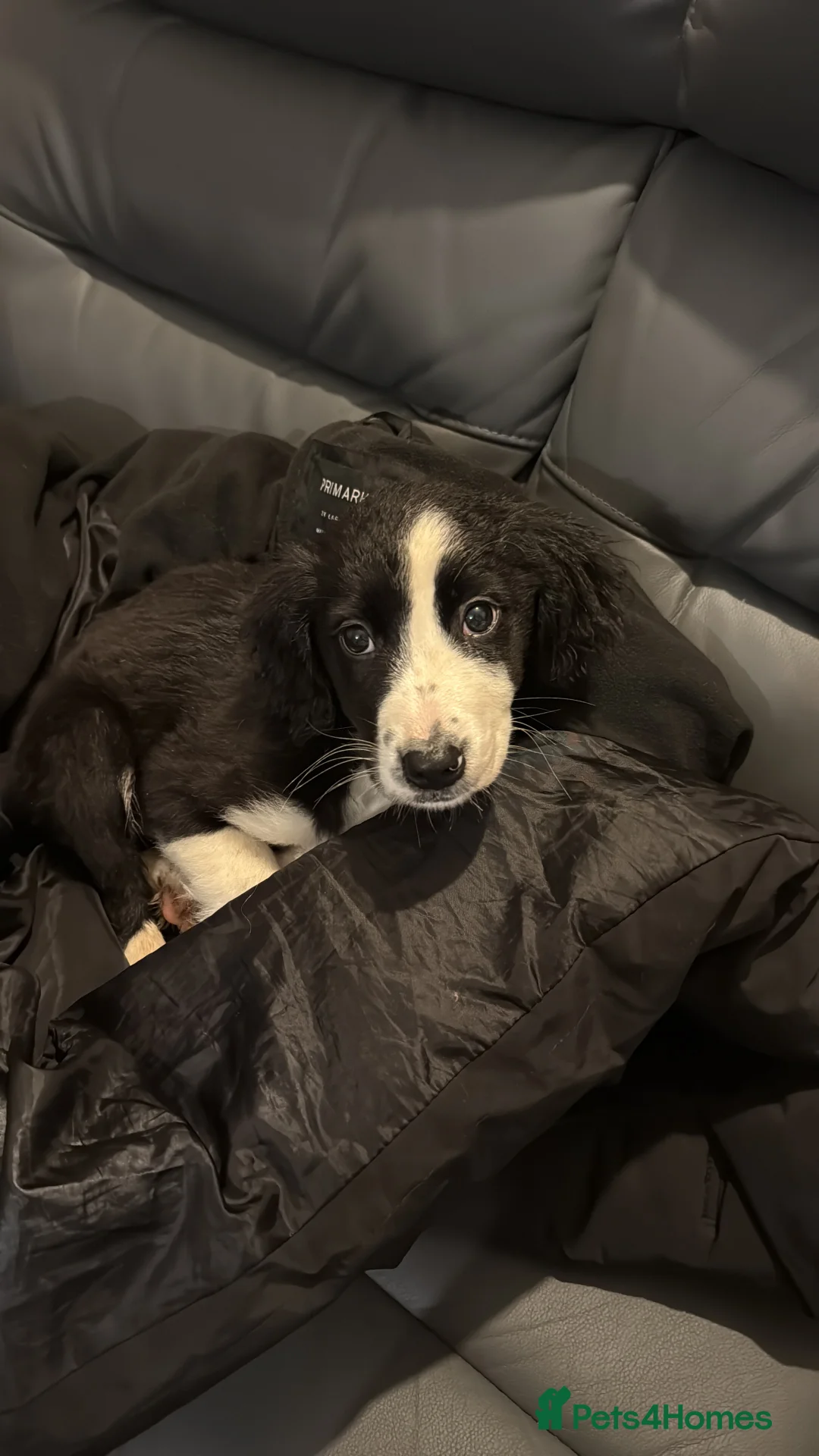 Border Collie dogs for sale: Border collie  - Advert 1