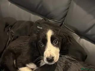 Border Collie dogs Border collie - Advert 15