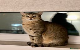 Arabian Mau cats for adoption: Kevin is looking for his human  - Advert 9