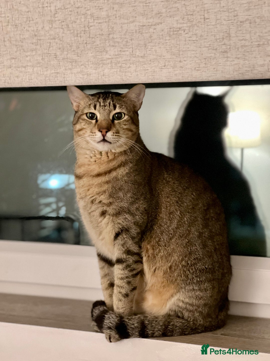 Arabian Mau cats for adoption: Kevin is looking for his human  - Advert 9
