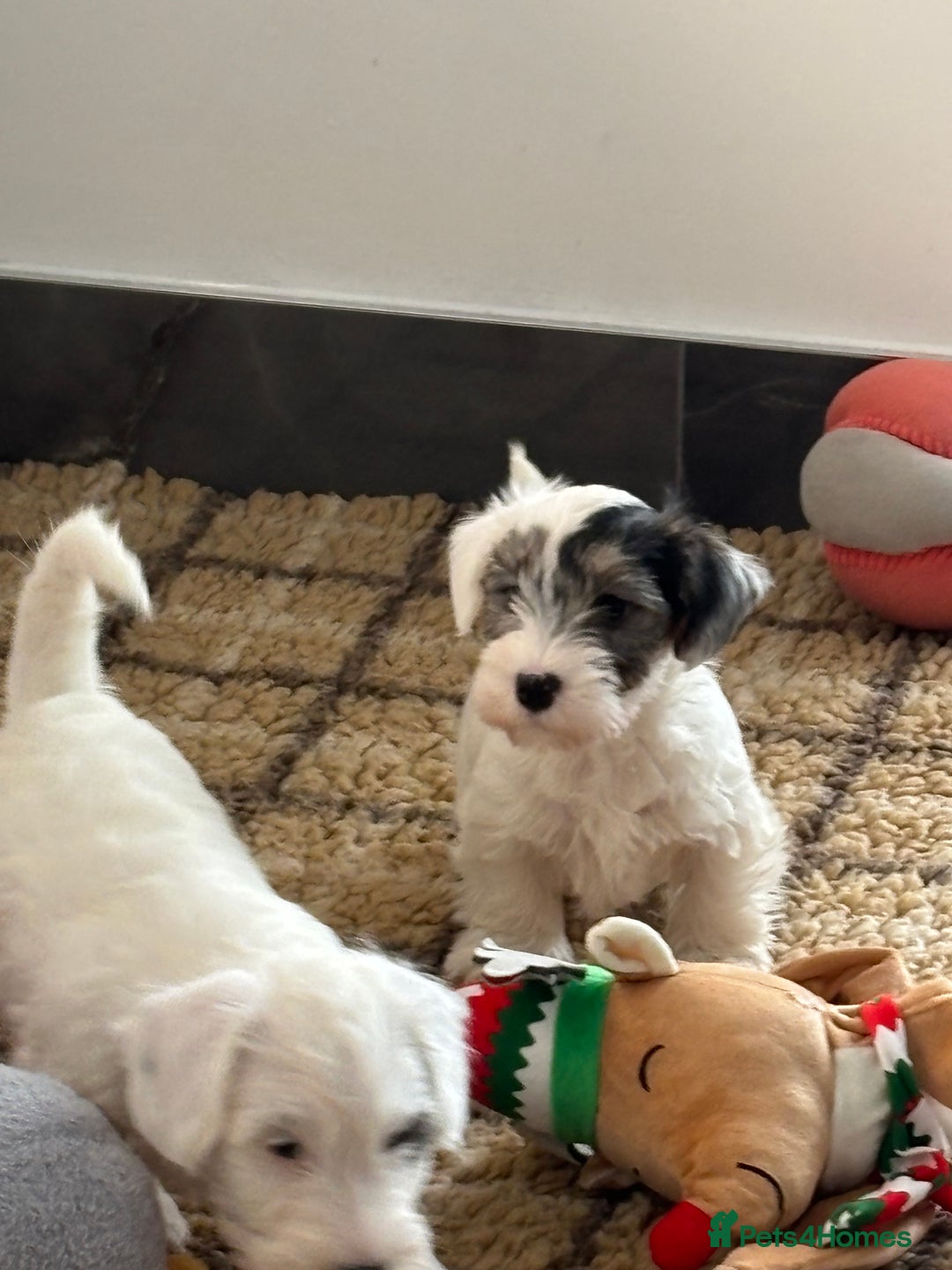 Sealyham Terrier dogs for sale: Stunning Sealyham Terriers  - Advert 17