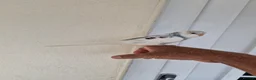 Budgerigars birds for sale: Super silly hand tamed baby budgies  - Advert 28