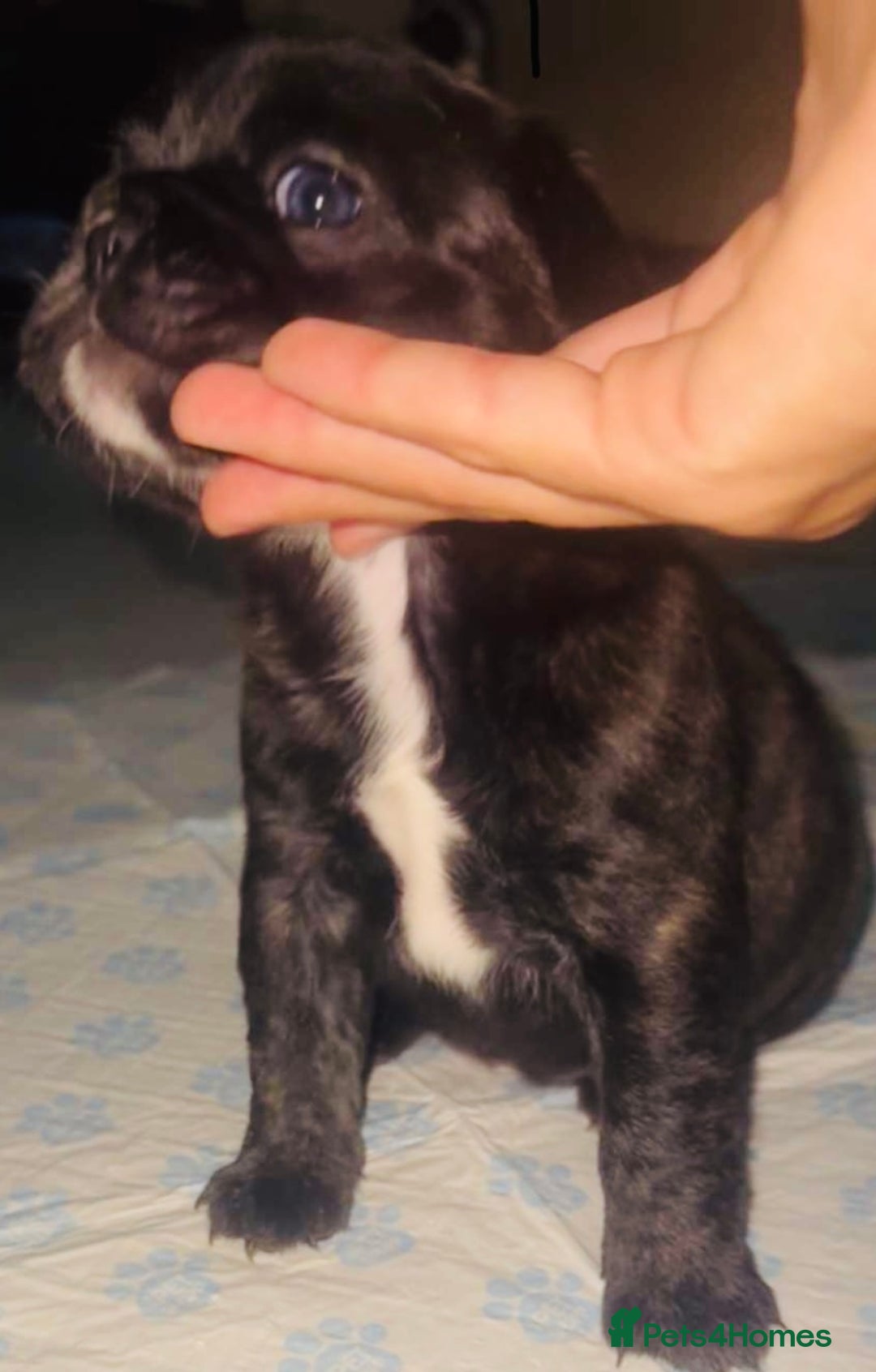 French Bulldog dogs for sale: Fluffy carriers variety of colors  - Image 7